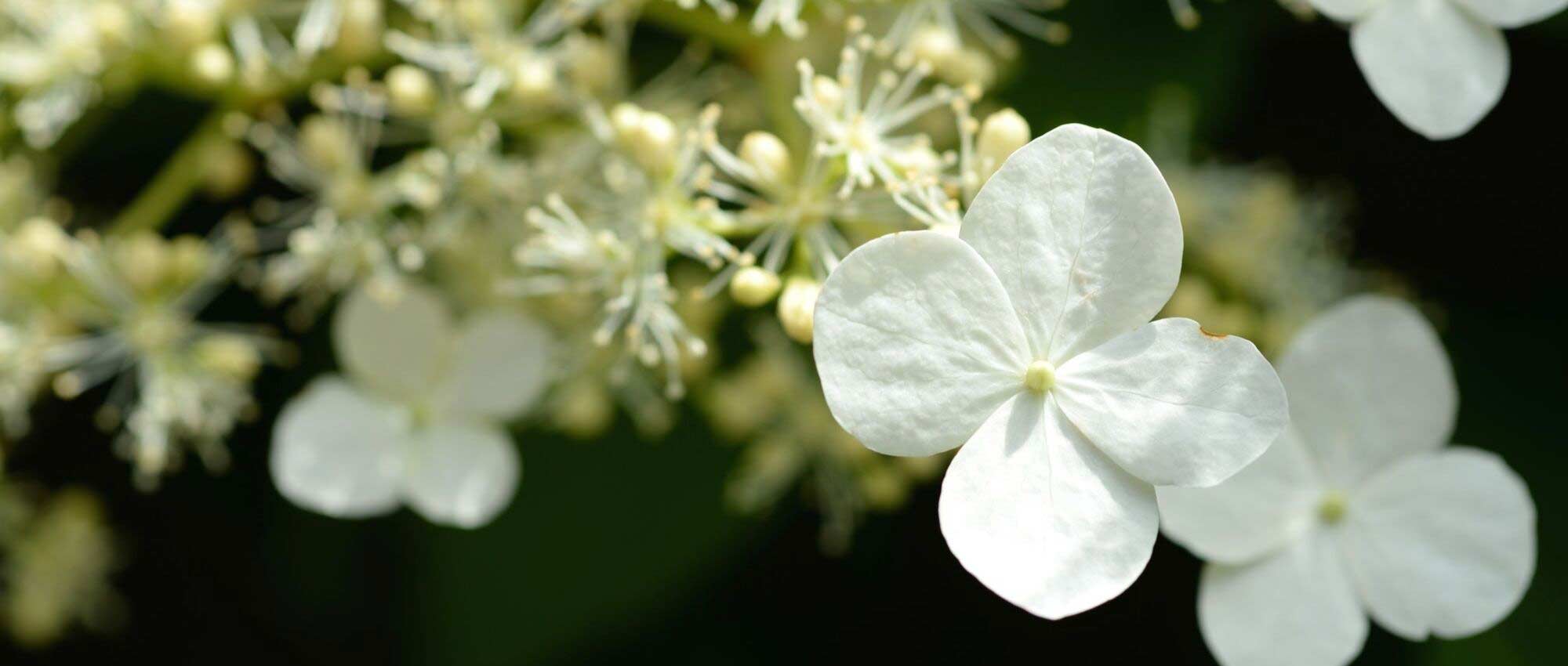 White hydrangeas: best varieties