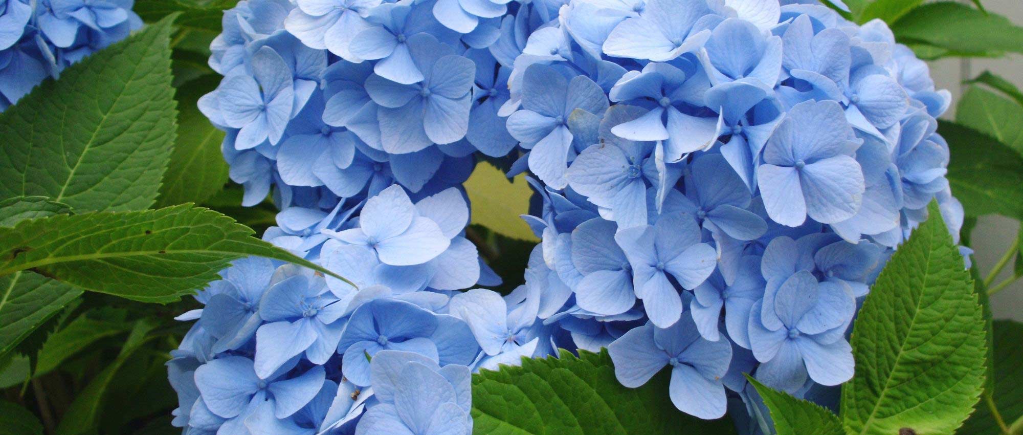 Blue hydrangeas: the best varieties