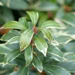 Pieris japonica: 5 ideas for successful combinations