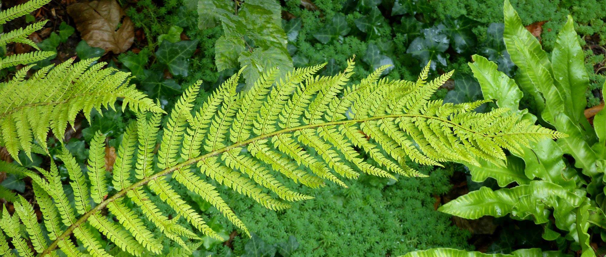 Polystichum: planting, cultivation and care