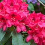 Rhododendrons: how to grow them in pots?