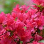 Dwarf rhododendrons and azaleas: the best varieties