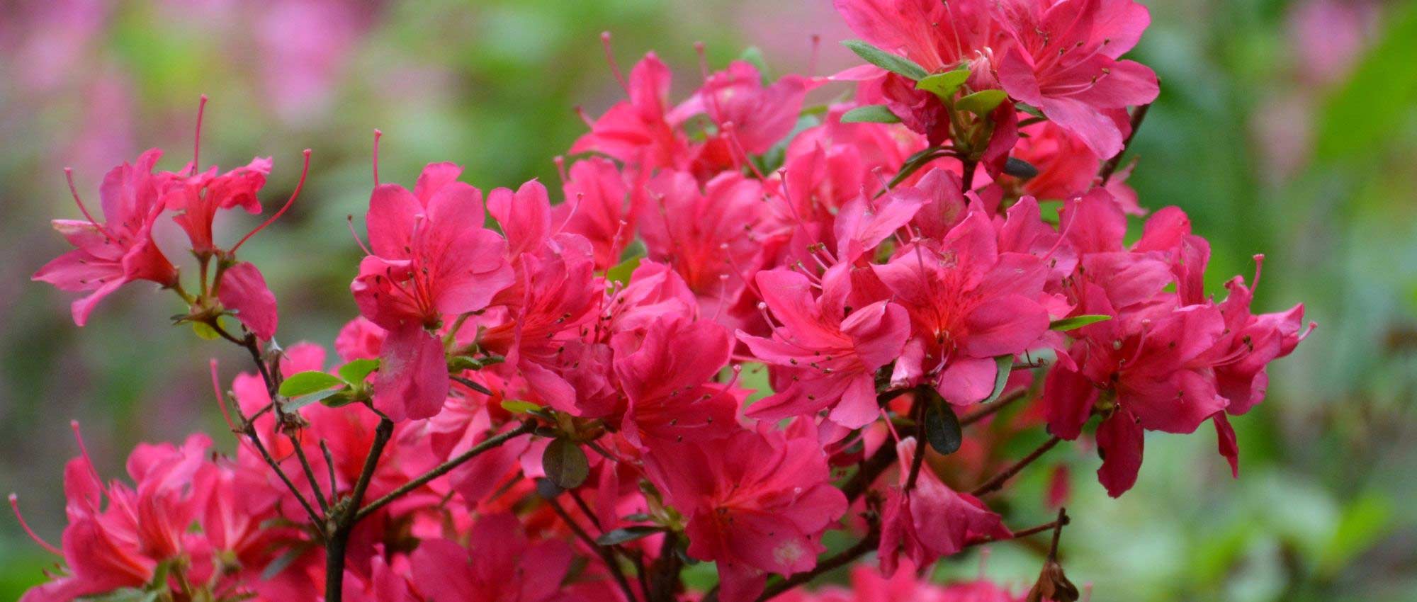 Dwarf rhododendrons and azaleas: the best varieties
