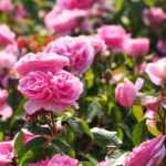 What is a perpetual rose?