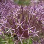 Allium, ornamental garlic: 10 essential varieties