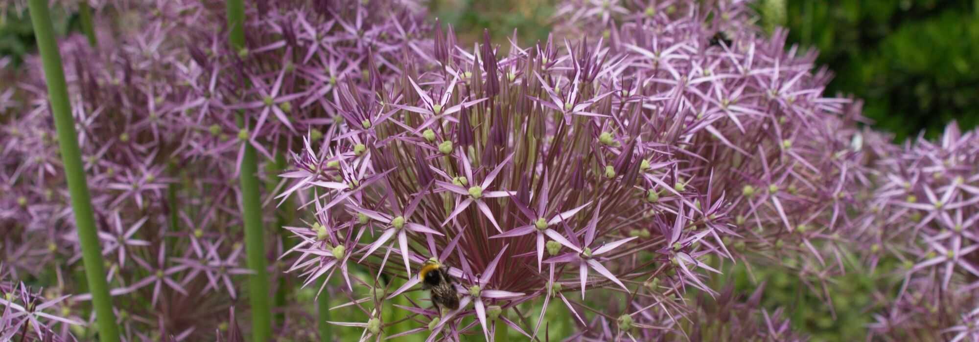 Allium, ornamental garlic: 10 essential varieties