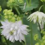 Columbine: 5 ideas for successful plant combinations