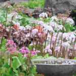 Bergenia: 5 ideas to combine it with other plants in the garden