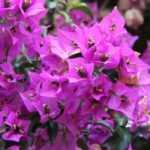 Bougainvillea: planting, care, growing in containers and in the garden