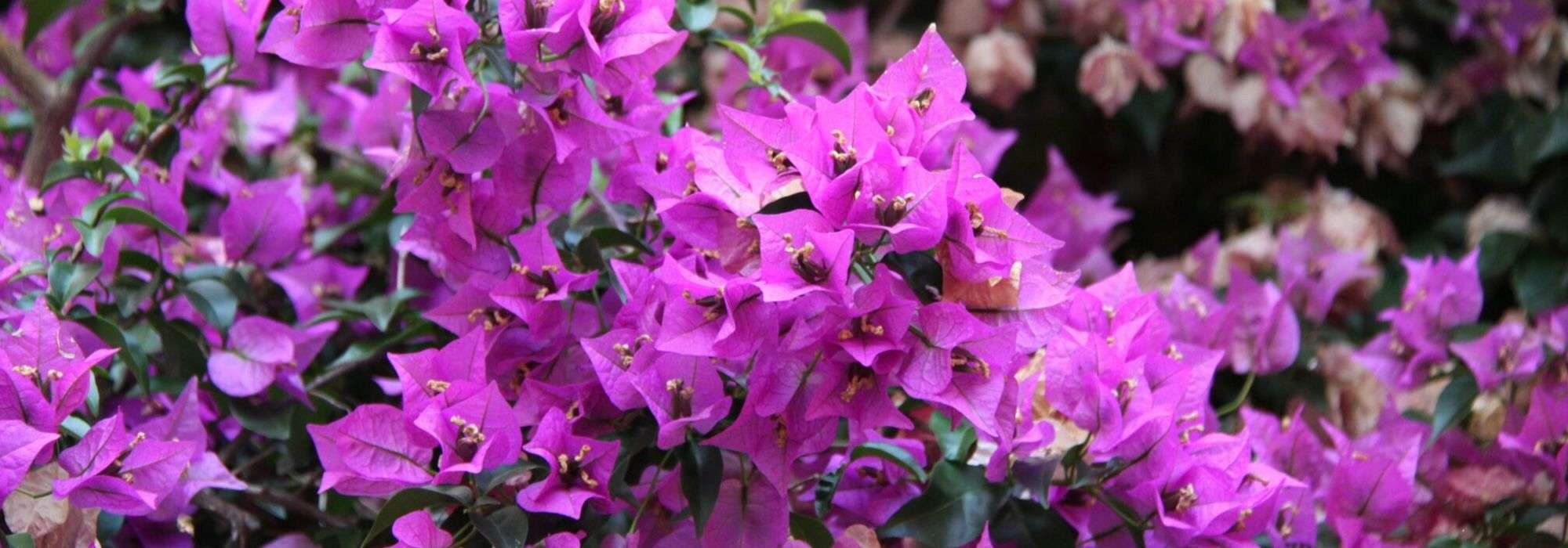 Bougainvillea: planting, care, growing in containers and in the garden