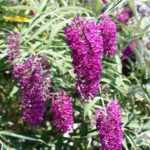 Should we be afraid of the Butterfly bush?