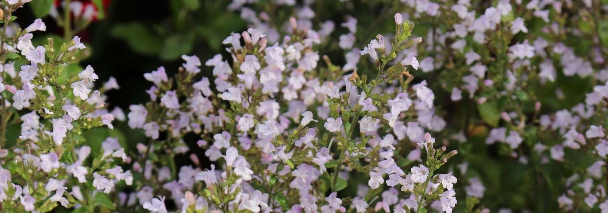 Calament, Calamintha: planting, care and harvesting