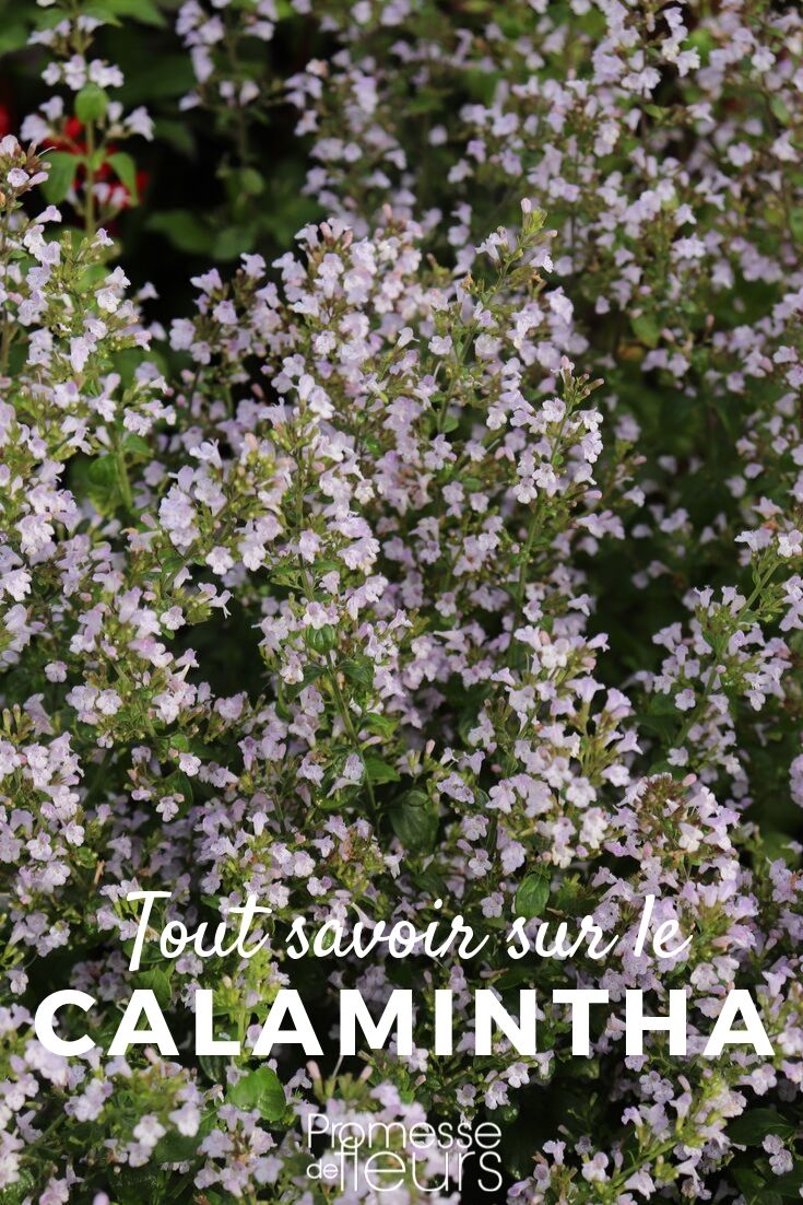 Everything You Need to Know About Calamint