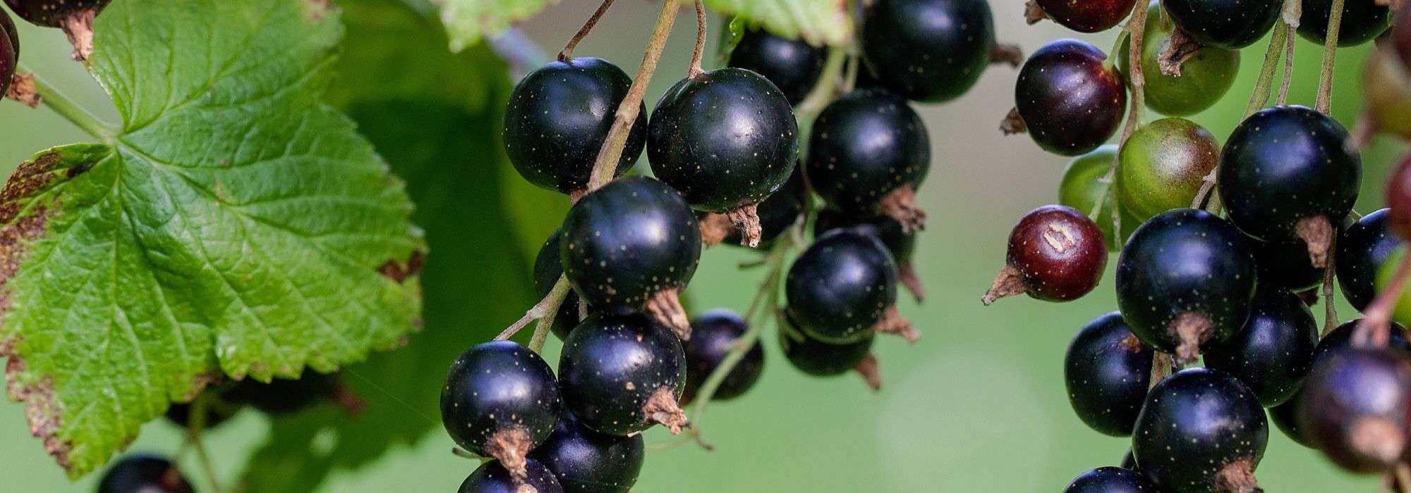 Blackcurrant: planting, pruning and care
