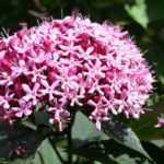 Clerodendron, glorybower: planting, pruning and care