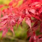 Japanese maples in pots: selection, planting and care
