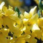 Forsythia: 7 ideas for garden combinations