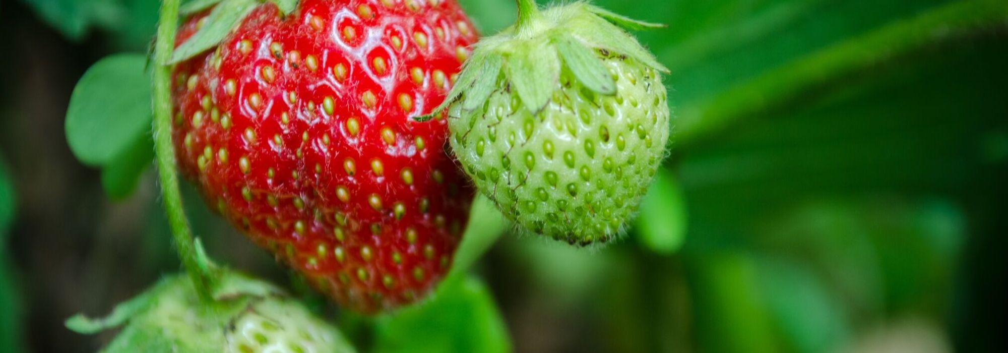 Strawberries: planting, growing and care