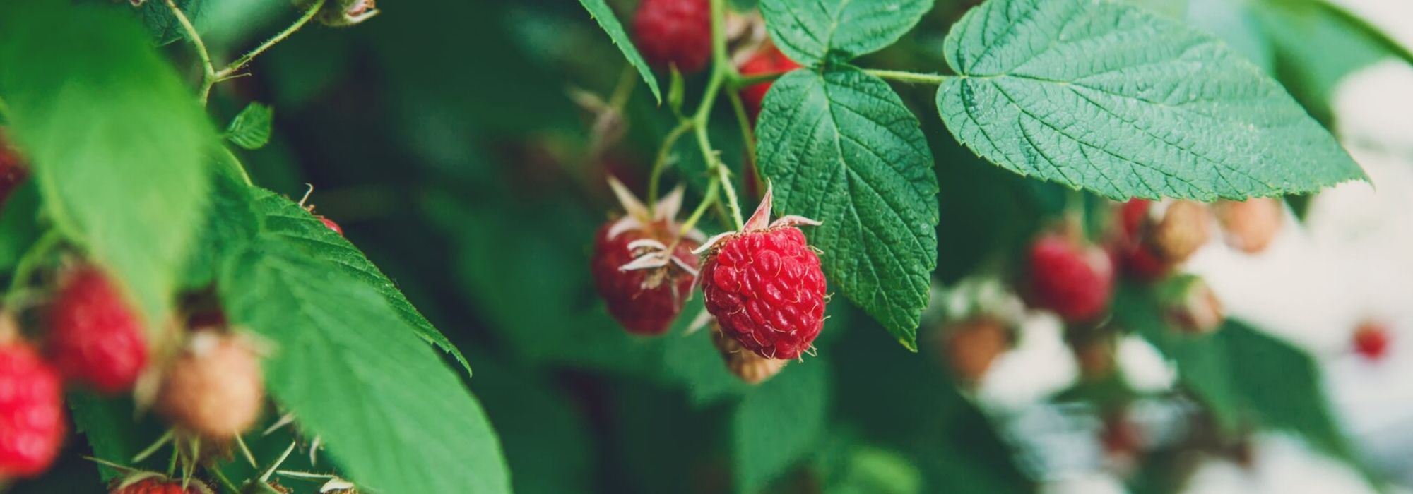 Raspberries: planting, pruning and care