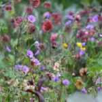 Geum, avens: 5 ideas for successful combinations