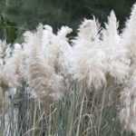 Pampas grass, Cortaderia: planting, care