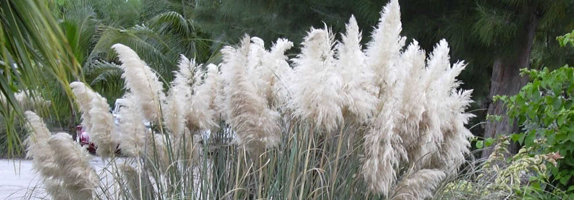 Pampas grass, Cortaderia: planting, care