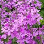 Dame's violet, Hesperis: planting, sowing, care