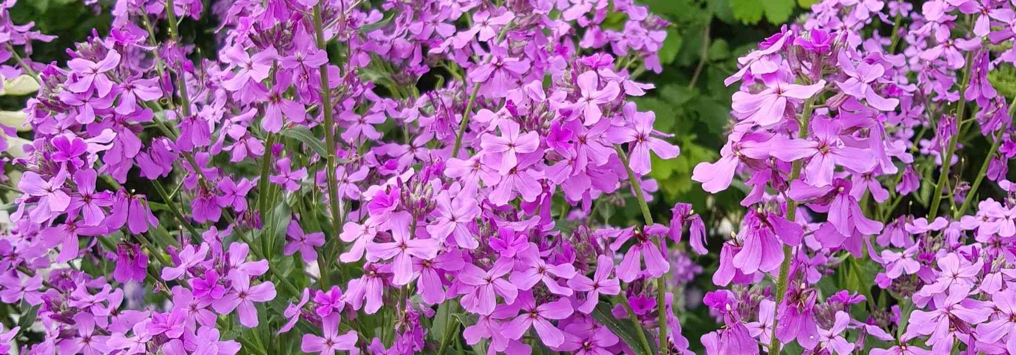 Dame's violet, Hesperis: planting, sowing, care