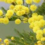 To grow mimosa in a pot