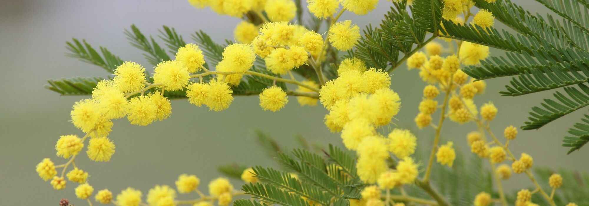 To grow mimosa in a pot