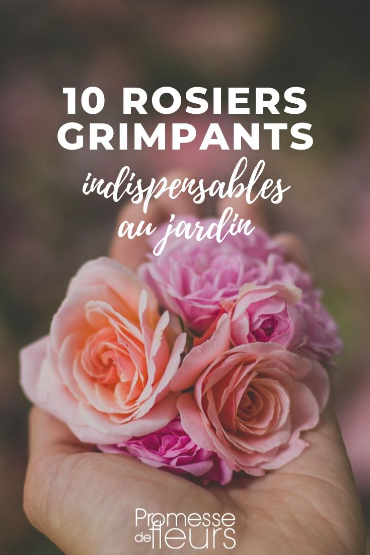 Climbing Roses: The Reliable Choices