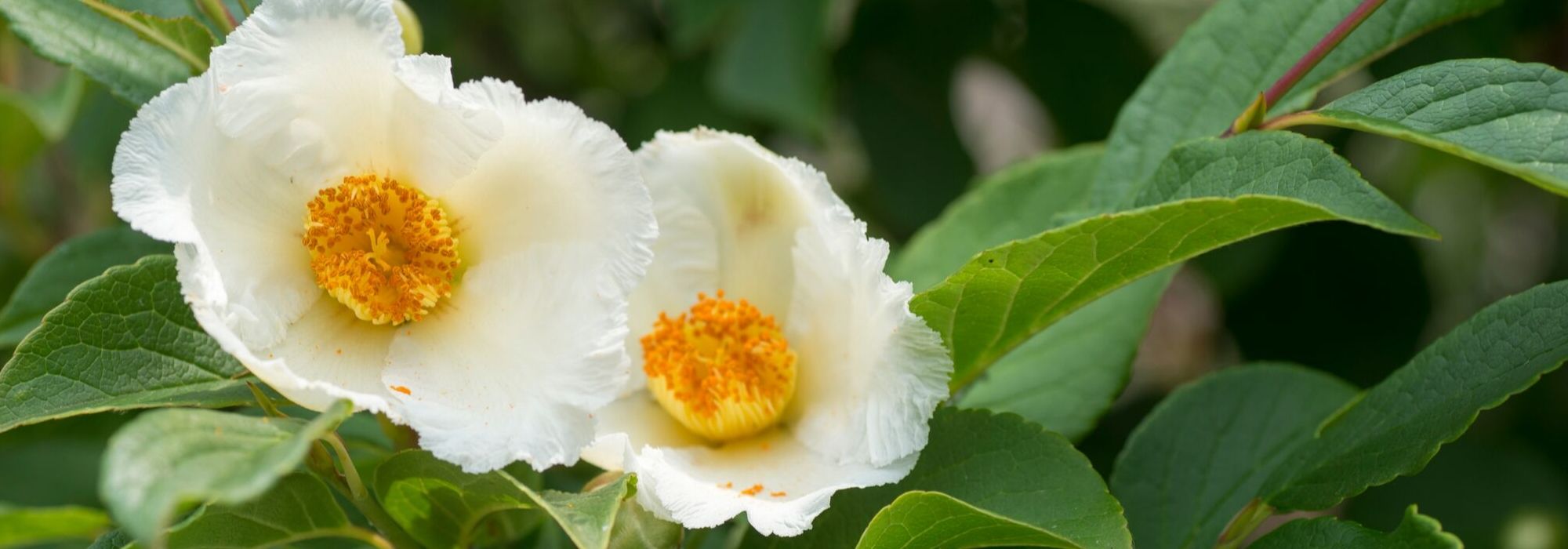 Stewartia pseudocamellia, False camellia: planting, pruning, care