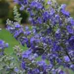 Vitex agnus-castus, chaste tree: planting, growing, pruning