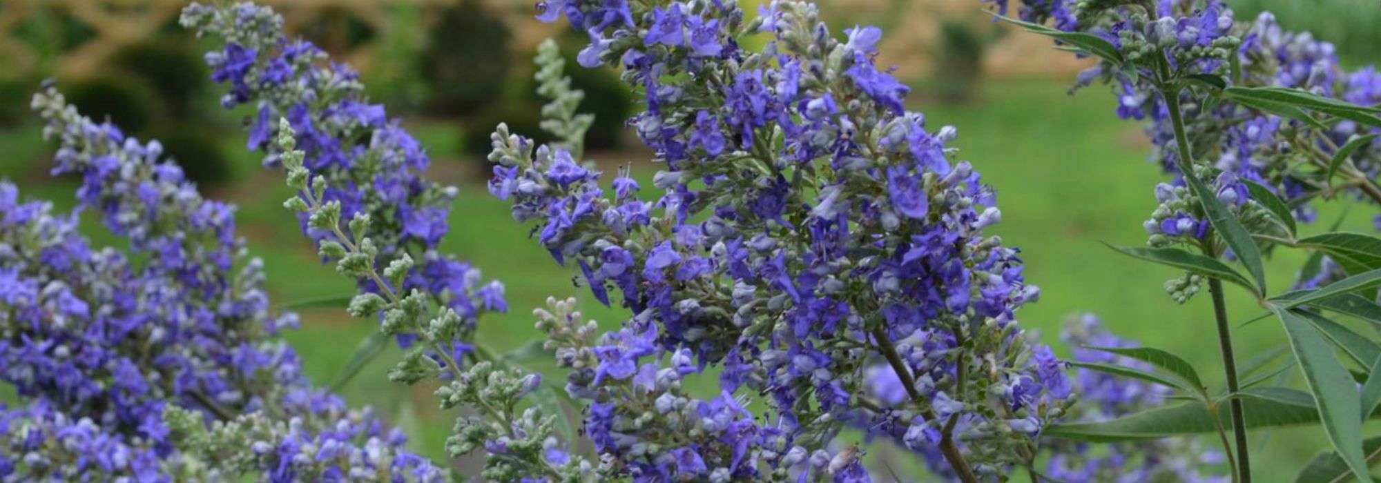 Vitex agnus-castus, chaste tree: planting, growing, pruning