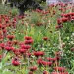 10 perennials with red flowers every garden should have