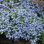 7 evergreen groundcover shrubs requiring no maintenance