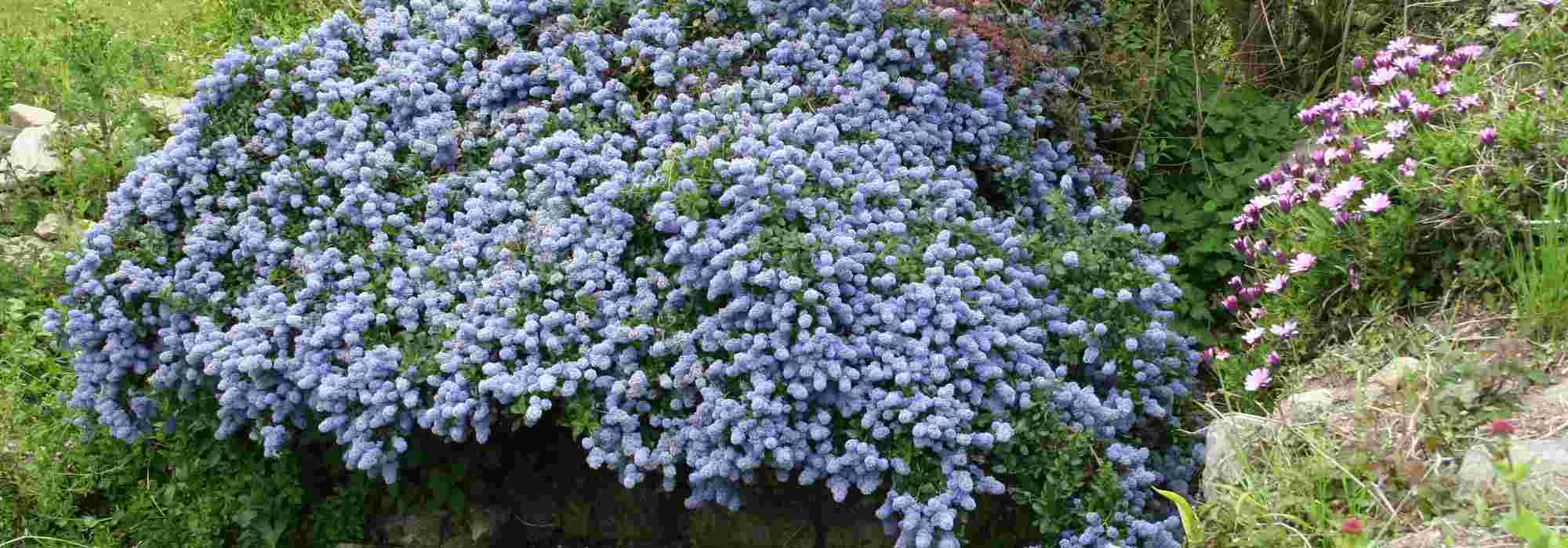 7 evergreen groundcover shrubs requiring no maintenance