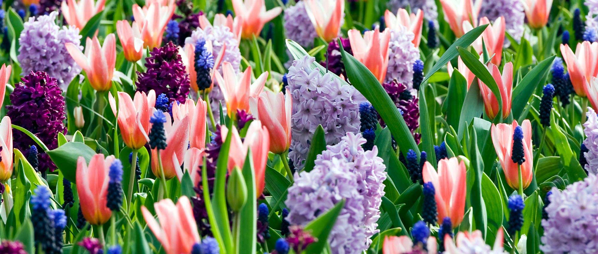 Spring bulbs: tips and advice for planting your collections