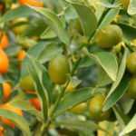 Kumquat: planting, growing and harvesting