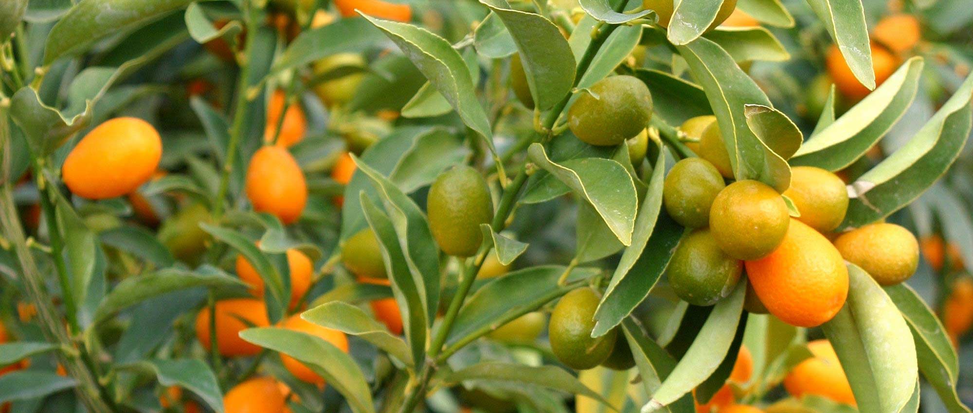 Kumquat: planting, growing and harvesting