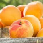 Apricot tree: planting, pruning, care