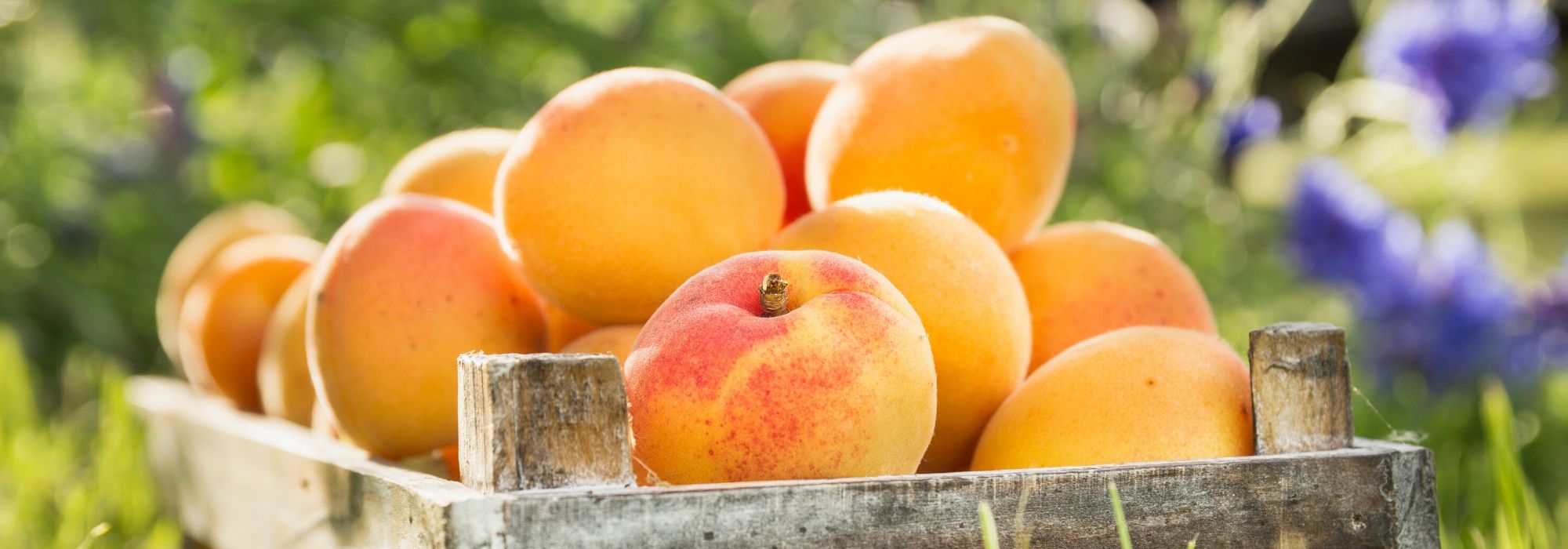 Apricot tree: planting, pruning, care