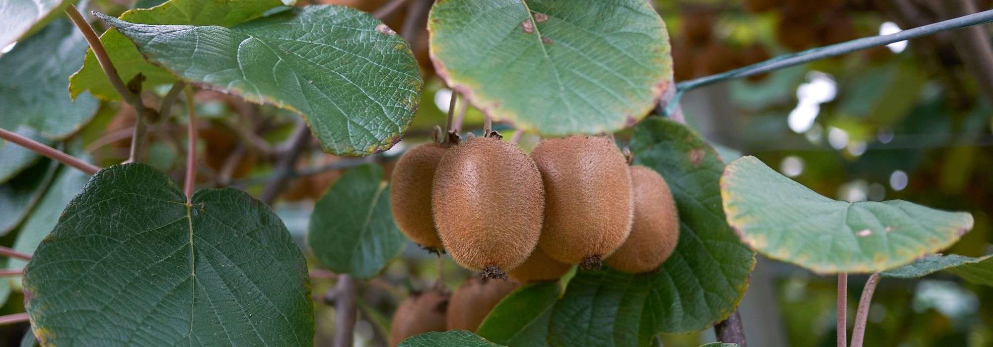 Actinidia, kiwi tree: planting, pruning, harvesting