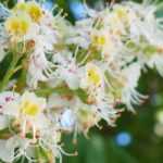Horse chestnut, Aesculus hippocastanum: planting, growing and care