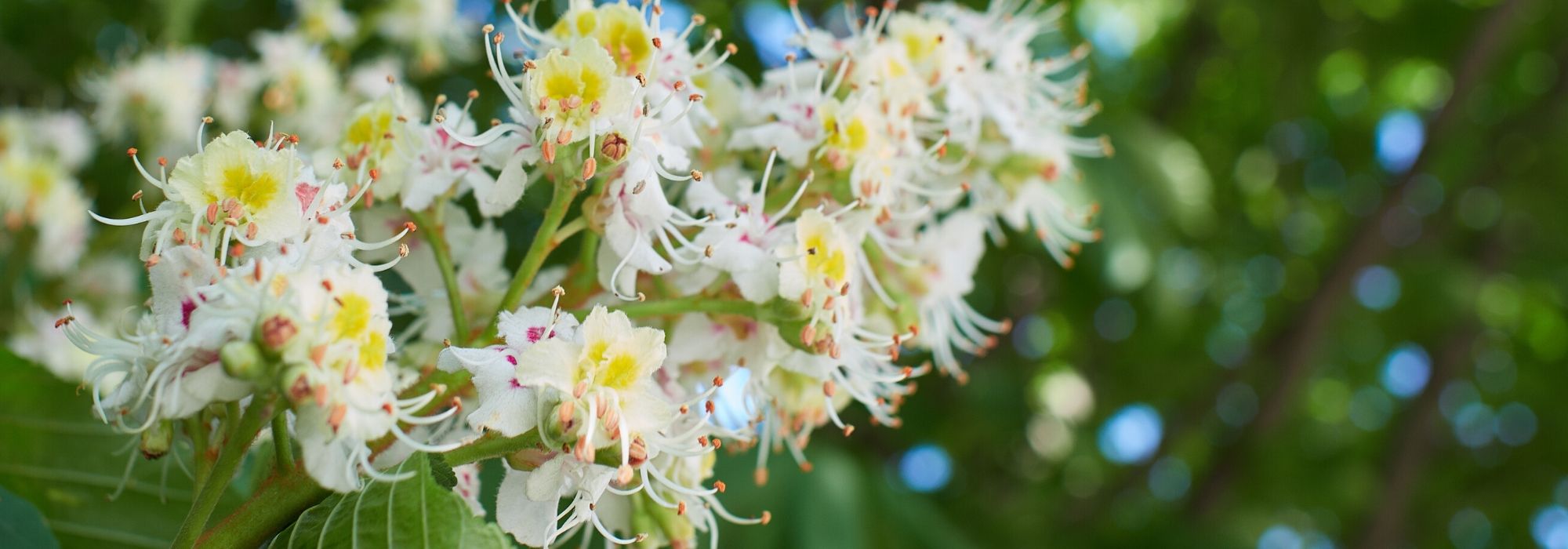 Horse chestnut, Aesculus hippocastanum: planting, growing and care