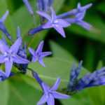 Amsonia, blue star: planting and care