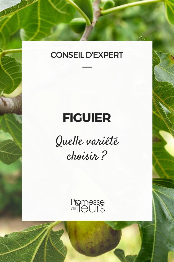 Ficus carica, Choosing the Right Fig Tree
