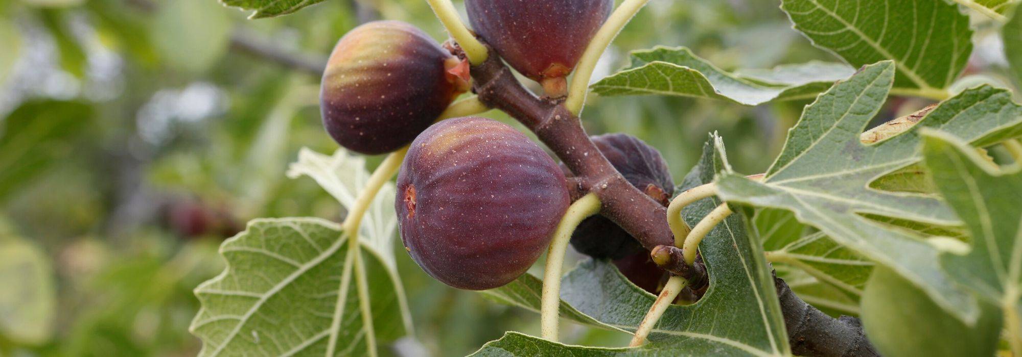 Fig tree, Ficus carica: planting, pruning and care