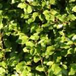 Griselinia, Griseline: planting, pruning and care