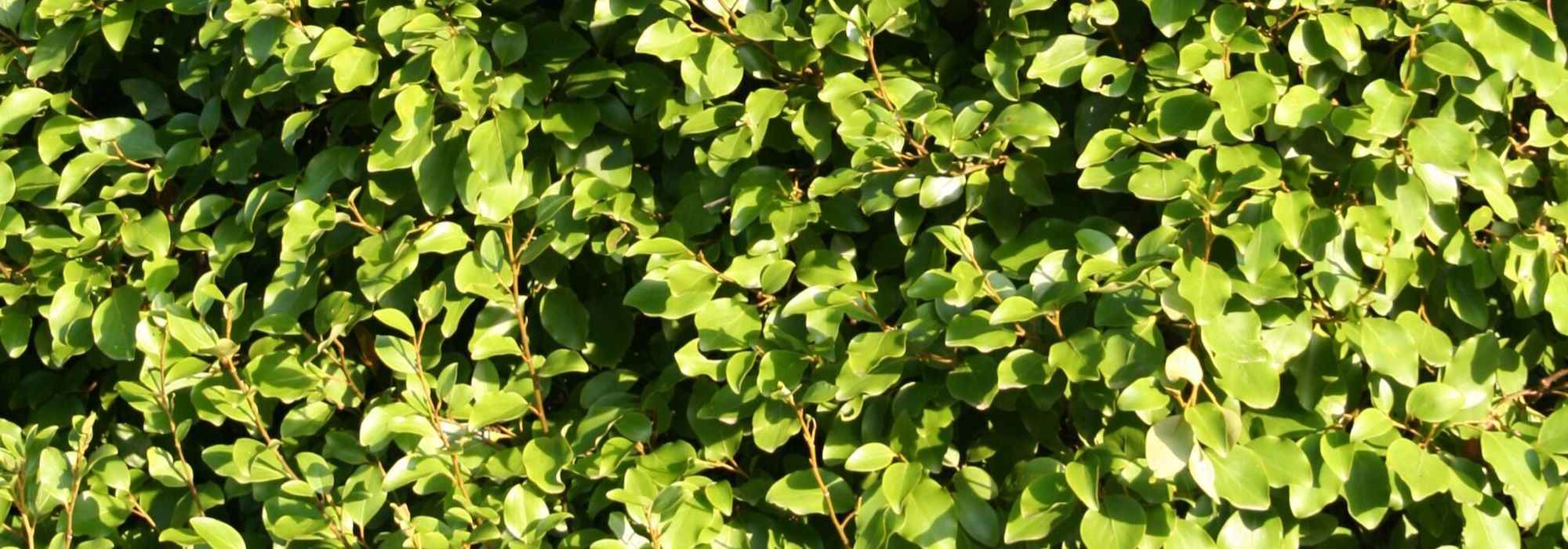 Griselinia, Griseline: planting, pruning and care